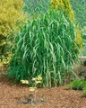 Produktbild: Miscanthus giganteus 'Aksel Olsen', Chinaschilf, 3-5 Liter Container