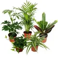 Produktbild: Exotenherz Großes Zimmerpflanzen Set mit 5 Pflanzen 9cm