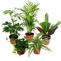 Produktbild: Exotenherz - Großes Zimmerpflanzen Set mit 5 Pflanzen - 9cm