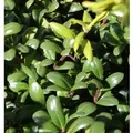 Produktbild: Löffel Ilex Glorie Dwarf 15-20cm - Ilex crenata