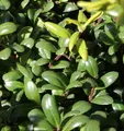 Produktbild: Löffel Ilex Glorie Dwarf 15-20cm - Ilex crenata