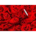 Produktbild: Braun&company - Geschenkpapier Kollektion Rot Roses 2 m x 70 cm Geschenkverpackungen