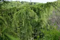 Produktbild: Pflanzen für Dich Konifere Cedrus libani, 1 St., Libanon-Zeder, Libanon-Zederbaum, breitwachsend, nadelgrün