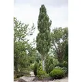 Produktbild: Pinus Nigra Obelisk Schwarzkiefer Säulenförmig 60–70 cm