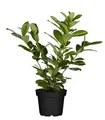 Produktbild: Prunus laurocerasus 'Novita', Kirschlorbeer, immergrün, 40–60 cm