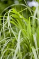 Produktbild: Calamagrostis brachytricha, Diamantgras, ca. 9x9 cm Topf, zierend
