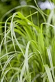 Produktbild: Calamagrostis brachytricha 9x9 cm Topf – Winterhart, Mehrjährig, Pflegeleicht – Diamantgras – Ziergras für Beet & Rabatte