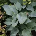 Produktbild: Berg Funkie - Hosta montana