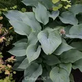 Produktbild: Berg Funkie - Hosta montana