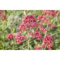 Produktbild: Centranthus Ruber Rote Spornblume Ca. 9x9 cm Topf