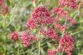 Produktbild: Pflanzen für Dich Staude Centranthus ruber Coccineus, 1 St., Rote Spornblume, Roter Spornblume, Rote Valeriana, Rote Felsenblume