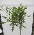 Produktbild: Hochstamm Kaisererle Imperialis - Alnus glutinosa - Stamm 80cm + Krone