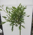 Produktbild: Hochstamm Kaisererle Imperialis - Alnus glutinosa - Stamm 80cm + Krone
