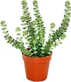 Produktbild: Sukkulente - Crassula Hottentot - Felsen-Dickblatt -  im 8,5cm Topf