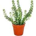 Produktbild: Exotenherz Sukkulente Crassula Hottentot Felsen-Dickblatt im 8,5cm Topf