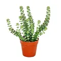 Produktbild: Exotenherz - Sukkulente - Crassula Hottentot - Felsen-Dickblatt - im 8,5cm Topf