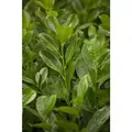 Produktbild: Prunus,aurocerasus 'Rotundifolia' 100-125 cm