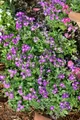 Produktbild: Pflanzen für Dich Staude Aubrieta cult. Rubinfeuer, 1 St., Blaukissen, Aubrieta