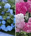 Produktbild: BALDUR Garten Zierstrauch Hortensien-Sortiment zum Vorteilspreis, 2 St., Freiland-hortensie, winterhart, mehrjährig, pflegeleicht