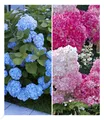 Produktbild: Hortensien-Sortiment blau und rosa, 2 Pflanzen