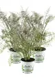 Produktbild: Bronzefenchel Pflanze, 3er Set, Foeniculum vulgare 'Rubrum', frischer Fenchel,3 Pflanzen Bronzefenchel