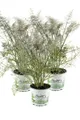 Produktbild: Bronzefenchel Pflanze, 3er Set, Foeniculum vulgare 'Rubrum', frischer Fenchel...