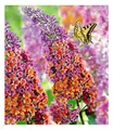 Produktbild: BALDUR Garten 1x Buddleia Sommerflieder 'Flower-Power' Schmetterlingsflieder, Pflanze im 2 Liter-Topf, Buddleja Hybride, winterharter Schmetterlingsstrauch, Zierstrauch mit atemberaubenden Farbspiel