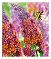 Produktbild: Buddleia Sommerflieder 'Flower-Power®', 1 Pflanze, Buddleja Hybride