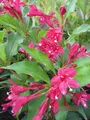 Produktbild: Weigela Red Prince - Weigelie Red Prince