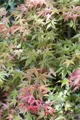 Produktbild: Pflanzen für Dich Gehölze Acer palmatum Deshojo, 1 St., Japanischer Ahorn, Fächerahorn