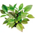 Produktbild: Dennerle Plants Aquariumpflanze Hygrophila Corymbosa