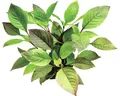 Produktbild: Kirschblatt-Riesen - Hygrophila corymbosa