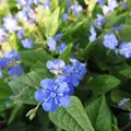 Produktbild: Blumixx Stauden Omphalodes verna – Frühlings-Gedenkemein, blau blühend, winterhart & mehrjährig, Bodendecker für Halbschatten, im 0,5L Topf
