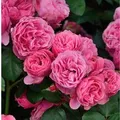 Produktbild: Hochstamm Rose Leonardo da Vinci 60-80cm