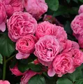 Produktbild: Hochstamm Rose Leonardo da Vinci® 60-80cm