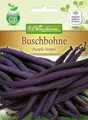 Produktbild: Buschbohne 'Purple Teepee' mittelspät robuste Sorte Bohne Freiland Samen 4364