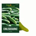 Produktbild: Salat- und Einlegegurke Delikateß Samen - Cucumis sativus - Gurkensamen - Gemüse