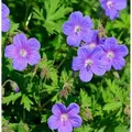 Produktbild: Himalayastorchschnabel - Geranium himalayense