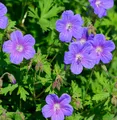 Produktbild: Himalayastorchschnabel - Geranium himalayense