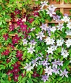 Produktbild: BALDUR Garten Zierstrauch Winterharte Clematis Triologie, 3 St., Kletterpflanze, winterhart, mehrjährig, pflegeleicht