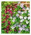 Produktbild: Winterharte Clematis Triologie,3 Pflanzen