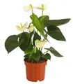 Produktbild: Dehner Zimmerpflanze Große Flamingoblume, Anthurium andreanum, ca. 30-40 cm, weiß, auffallende, weiße Einzelblüten