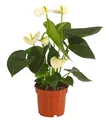 Produktbild: Flamingoblume Anthurie Zimmerpflanze Größe ab 30-50 cm Ø Topf 12/14 cm, Dehner