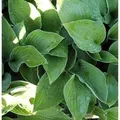 Produktbild: Funkie Sharmon - Hosta fortunei