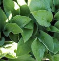 Produktbild: Funkie Sharmon - Hosta fortunei