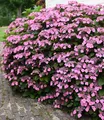 Produktbild: BALDUR Garten Zierstrauch Hortensie 'Pink Lace', 1 St., Tellerhortensie, winterhart, mehrjährig, reichblühend