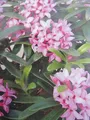 Produktbild: Daphne x transatlantica Pink Fragance ® - Seidelbast Pink Fragance ® - 20-25cm