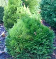 Produktbild: Blaue Zwergkugelzypresse Minima Glauca 15-20cm - Chamaecyparis lawsoniana