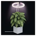 Produktbild: EMOS LED-Grow-Lampe für Zimmerpflanzen und Sukkulenten, runde Wachstumslampe für Orchideen mit Timer, höhenverstellbar, 300lm, 1,7m USB-Kabel, Z7902