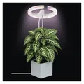 Produktbild: EMOS - LED-Grow-Lampe für Zimmerpflanzen und Sukkulenten - runde Wachstumslampe für Orchideen mit Timer, höhenverstellbar - Helligkeit 300lm - 1,7 m USB-A Ladekabel ohne Netzteil - Weiß
